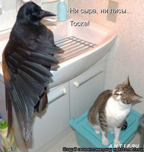 Котоматрица: Ни сыра, ни лисы... Тоска!