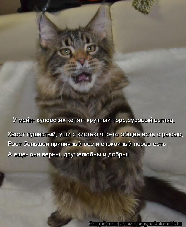 Котоматрица: У мейн- куновских котят- крупный торс,суровый взгляд, Хвост пушистый, уши с кистью,что-то общее есть с рысью, Рост большой,приличный вес,и спо