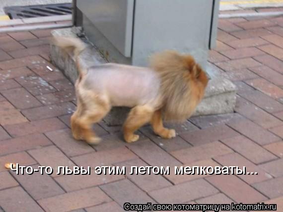 Котоматрица: Что-то львы этим летом мелковаты...