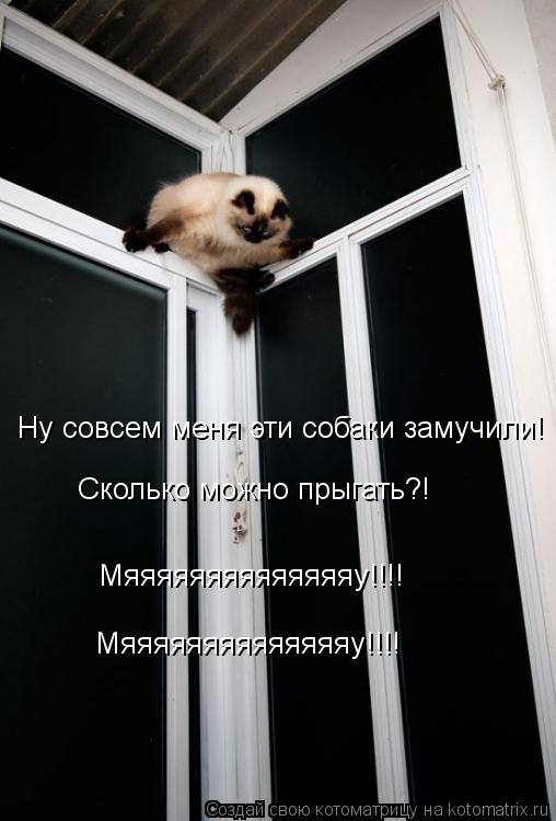 Котоматрица: Ну совсем меня эти собаки замучили! Сколько можно прыгать?! Сколько можно прыгать?! Мяяяяяяяяяяяяяяу!!!! Мяяяяяяяяяяяяяяу!!!!