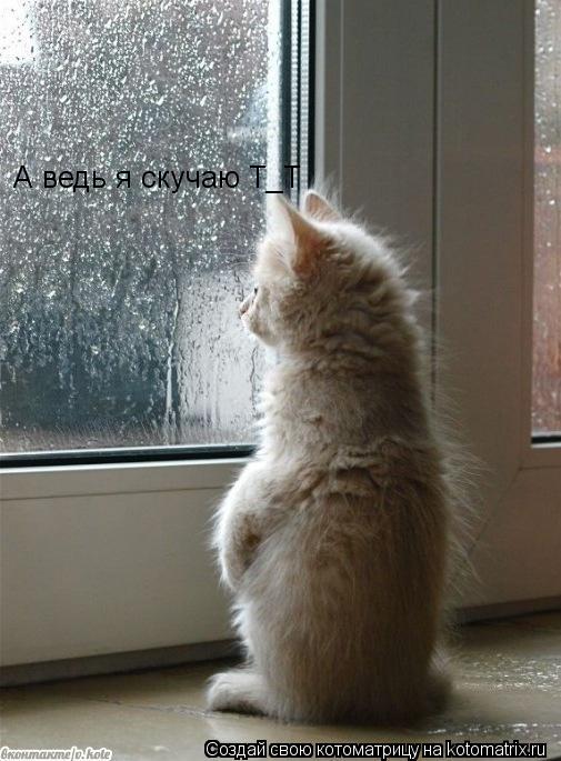 Котоматрица: А ведь я скучаю Т_Т