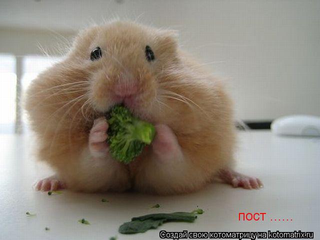 Котоматрица: пост ......