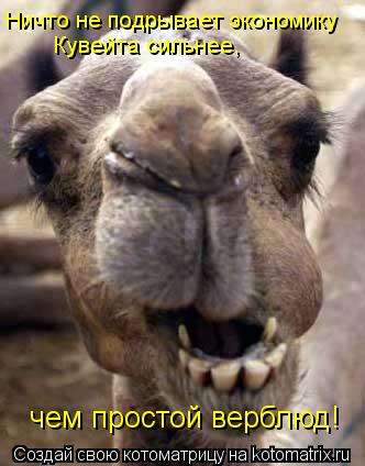 Котоматрица: Ничто не подрывает экономику  Кувейта сильнее, чем простой верблюд!