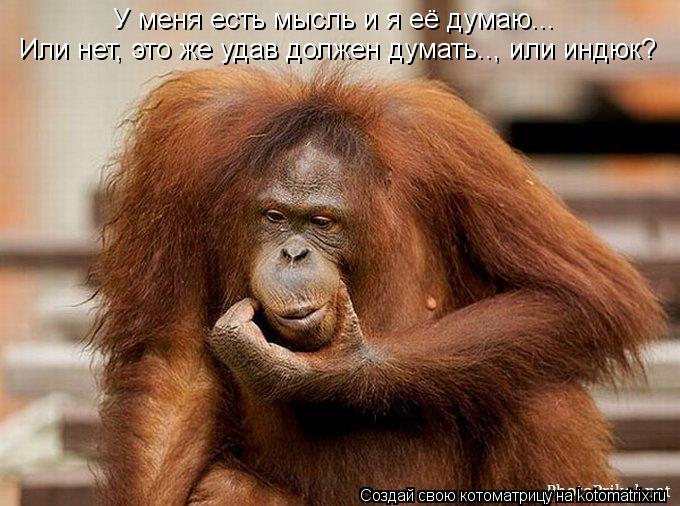 Котоматрица: У меня есть мысль и я её думаю... Или нет, это же удав должен думать.., или индюк?