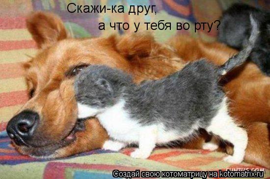 Котоматрица: Скажи-ка друг, а что у тебя во рту?