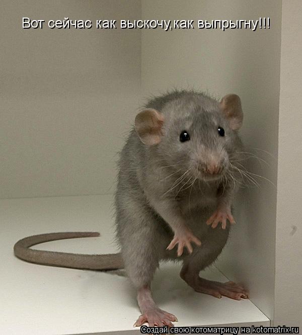 Котоматрица: Вот сейчас как выскочу,как выпрыгну!!!