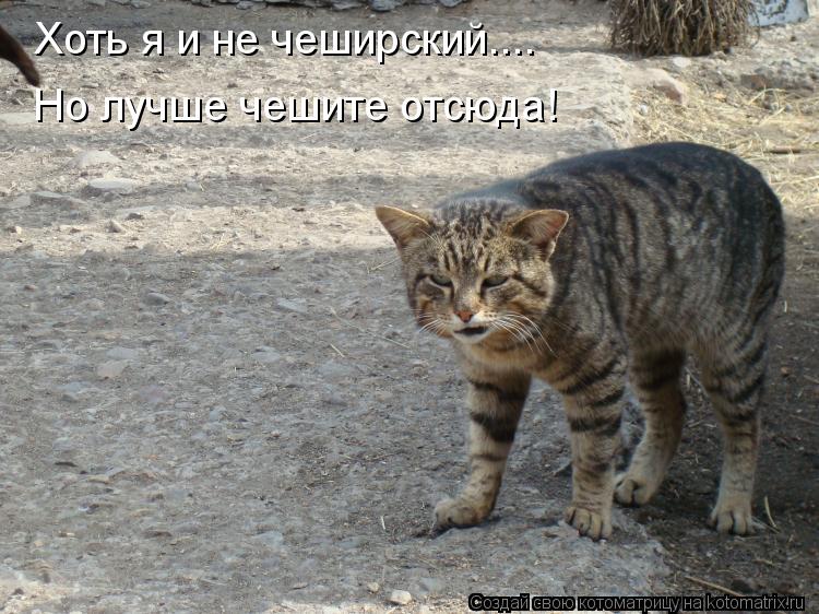 Котоматрица: Хоть я и не чеширский.... Но лучше чешите отсюда!