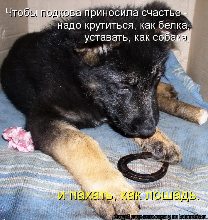 Чтобы подкова приносила счастье - надо крутиться, как белка, уставать, как собака, и пахать, как л... Котоматрица: Чтобы подкова приносила счастье - надо крутиться, как белка, уставать, как собака, и пахать, как лошадь.