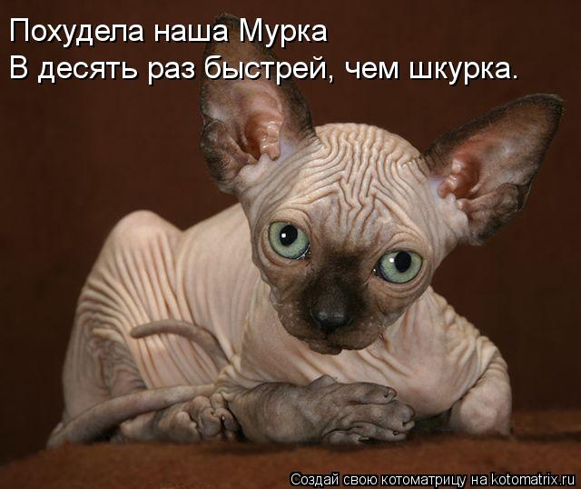 Котоматрица: Похудела наша Мурка В десять раз быстрей, чем шкурка.
