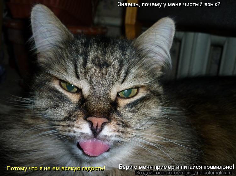 Котоматрица: Знаешь, почему у меня чистый язык?  Потому что я не ем всякую гадость!  Бери с меня пример и питайся правильно!