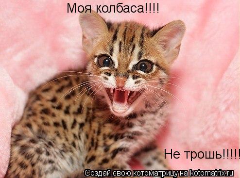 Котоматрица: Моя колбаса!!!! Не трошь!!!!!!