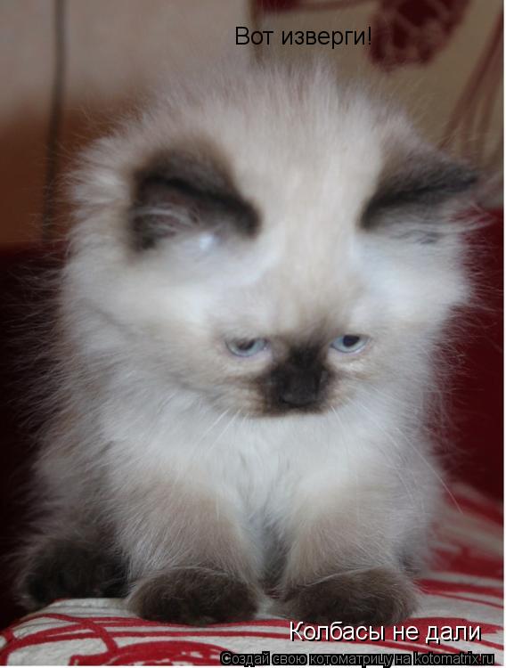 Котоматрица: Вот изверги! Колбасы не дали