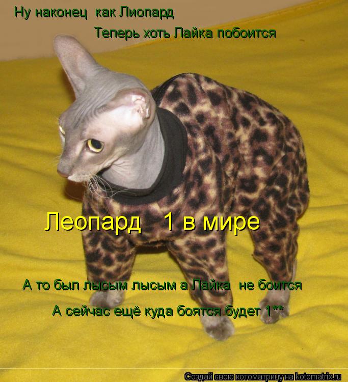 Котоматрица: Ну наконец  как Лиопард Теперь хоть Лайка побоится  А то был лысым лысым а Лайка  не боится Леопард № 1 в мире  А сейчас ещё куда боятся будет 1