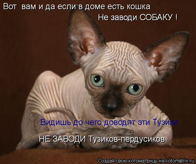 Котоматрица: Вот  вам и да если в доме есть кошка  Не заводи СОБАКУ ! Видишь до чего доводят эти Тузики Не заводи СОБАКУ ! НЕ ЗАВОДИ Тузиков-пердусиков