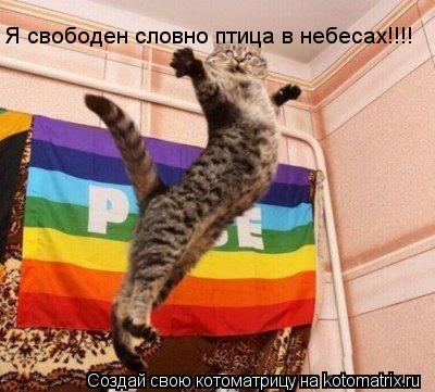 Котоматрица: Я свободен словно птица в небесах!!!!