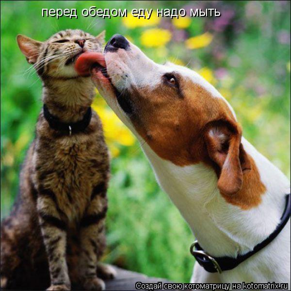 Котоматрица: перед обедом еду надо мыть