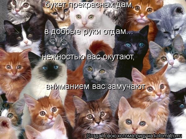 Котоматрица: букет прекрасных дам, в добрые руки отдам... нежностью вас окутают, вниманием вас замучают