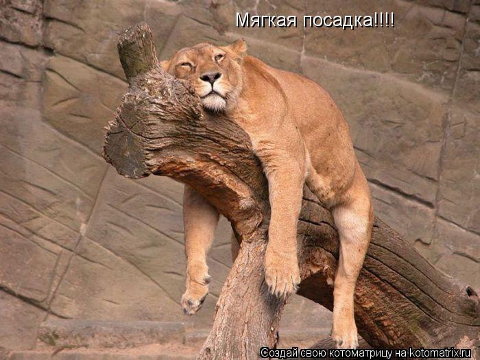 Котоматрица: Мягкая посадка!!!!