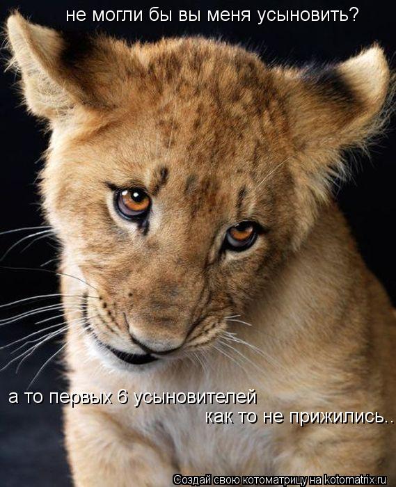 не могли бы вы меня усыновить? а то первых 6 усыновителей как то не прижились..... Котоматрица: не могли бы вы меня усыновить? а то первых 6 усыновителей как то не прижились..