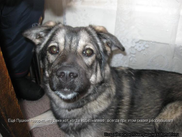 Котоматрица: Ещё Пушкин говорил, что даже кот, когда ходил налево — всегда при этом сказки рассказывал!