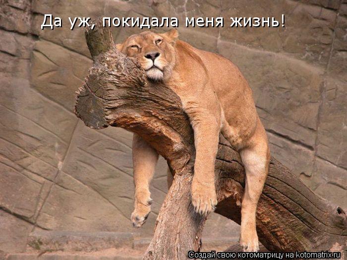 Котоматрица: Да уж, покидала меня жизнь!