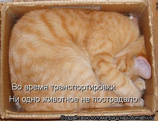 Котоматрица: Во время транспортировки  Ни одно животное не пострадало.