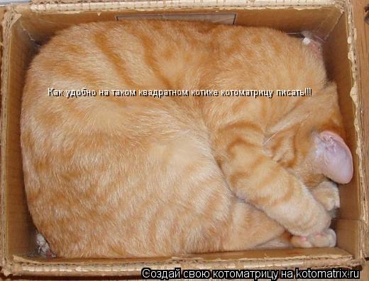 Котоматрица: Как удобно на таком квадратном котике котоматрицу писать!!!