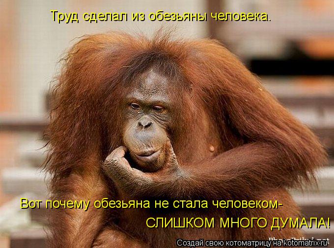 Котоматрица: СЛИШКОМ МНОГО ДУМАЛА! Вот почему обезьяна не стала человеком- Труд сделал из обезьяны человека.