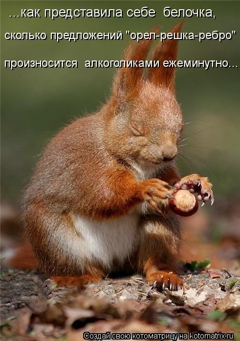 Котоматрица: сколько предложений "орел-решка-ребро" произносится  алкоголиками ежеминутно...  ...как представила себе  белочка,
