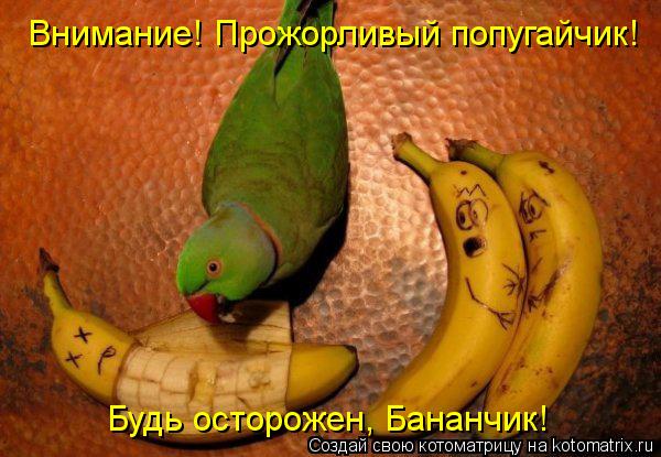 Котоматрица: Внимание! Прожорливый попугайчик! Будь осторожен, Бананчик!
