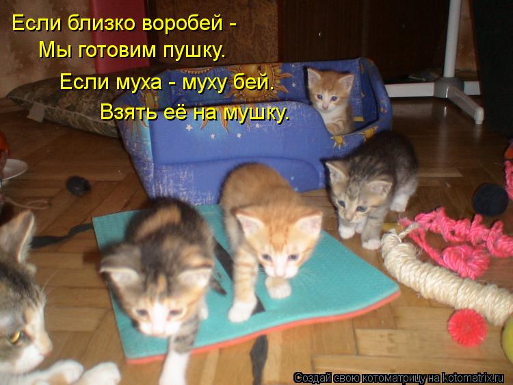Если близко воробей - Мы готовим пушку. Если муха - муху бей. Взять её на мушку.... Котоматрица: Если близко воробей - Мы готовим пушку. Если муха - муху бей. Взять её на мушку.