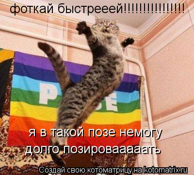 Котоматрица: фоткай быстрееей!!!!!!!!!!!!!!!! я в такой позе немогу долго позировааааать