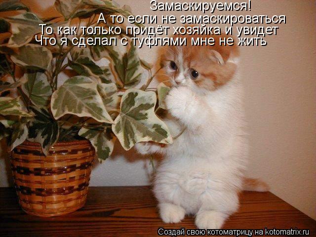 Котоматрица: Замаскируемся! А то если не замаскироваться  То как только придёт хозяйка и увидет Что я сделал с туфлями мне не жить