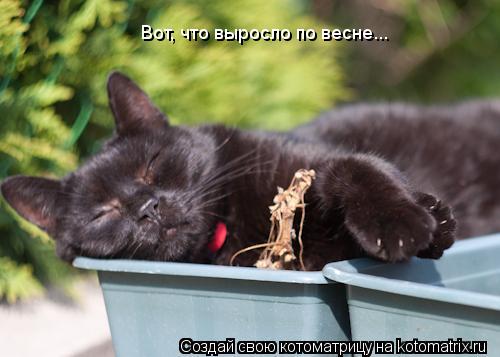 Котоматрица: Вот, что выросло по весне...