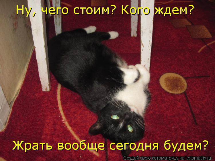 Котоматрица: Ну, чего стоим? Кого ждем? Жрать вообще сегодня будем?
