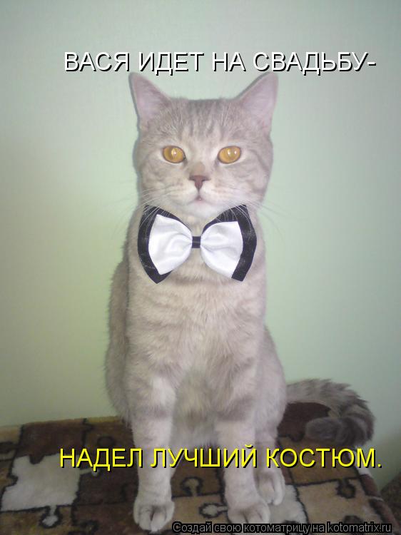 Котоматрица: ВАСЯ ИДЕТ НА СВАДЬБУ- НАДЕЛ ЛУЧШИЙ КОСТЮМ.