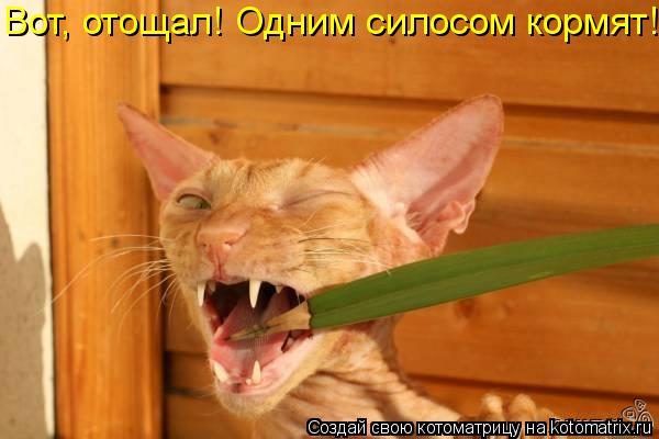 Котоматрица: Вот, отощал! Одним силосом кормят!!!