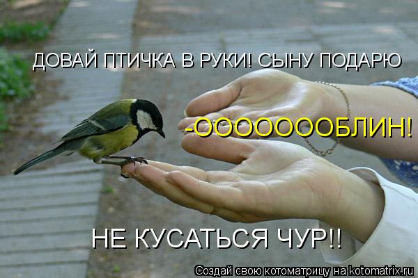 Котоматрица: ДОВАЙ ПТИЧКА В РУКИ! СЫНУ ПОДАРЮ НЕ КУСАТЬСЯ ЧУР!! -ОООООООБЛИН!