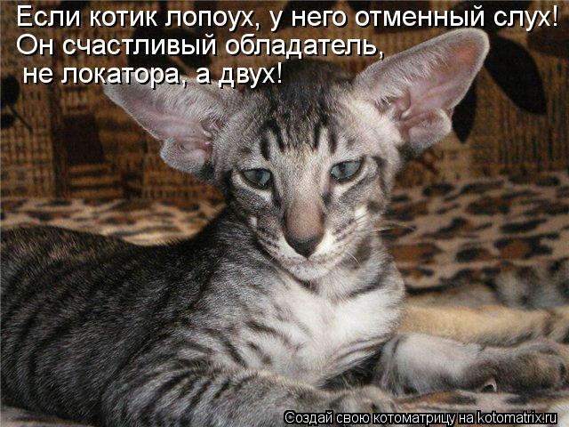 Котоматрица: Если котик лопоух, у него отменный слух! Он счастливый обладатель,  не локатора, а двух!