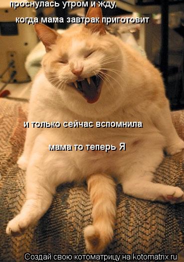 Котоматрица: проснулась утром и жду, когда мама завтрак приготовит и только сейчас вспомнила мама то теперь Я