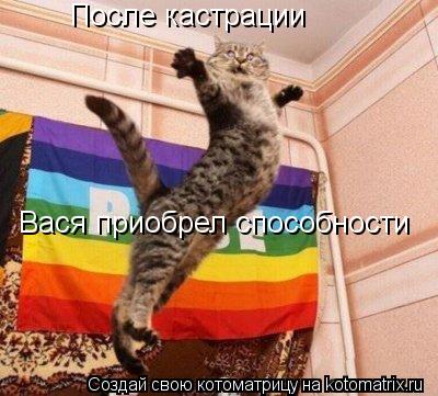 Котоматрица: После кастрации Вася приобрел способности