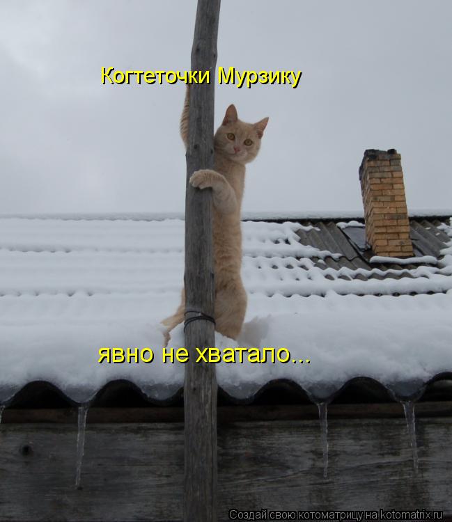 Котоматрица: Когтеточки Мурзику явно не хватало...