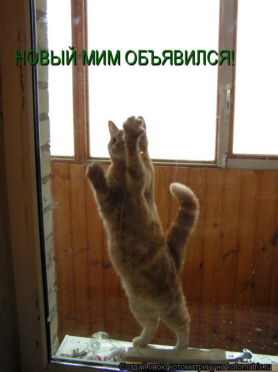 Котоматрица: НОВЫЙ МИМ ОБЪЯВИЛСЯ!