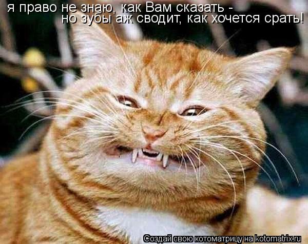 я право не знаю, как Вам сказать - но зубы аж сводит, как хочется срать!... Котоматрица: я право не знаю, как Вам сказать - но зубы аж сводит, как хочется срать!