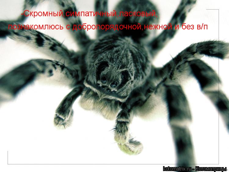 Котоматрица: -Скромный,симпатичный,ласковый, познакомлюсь с добропорядочной,нежной и без в/п