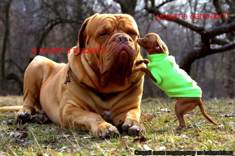 Котоматрица: может в салочки?! а может в глазик?!!