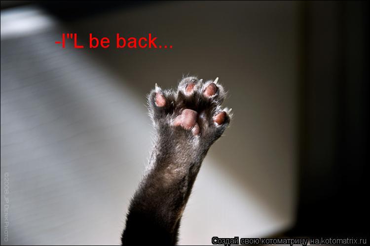 Котоматрица: -I"L be back...
