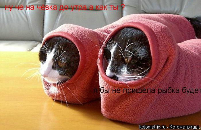 Котоматрица: ну чё на чёвка до утра а как ты ? я бы не пришёла рыбка будет