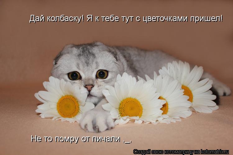 Котоматрица: Дай колбаску! Я к тебе тут с цветочками пришел! Не то помру от пичали ,_,