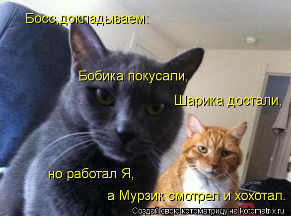 Котоматрица: Босс,докладываем: Бобика покусали, Шарика достали, но работал Я, а Мурзик смотрел и хохотал.